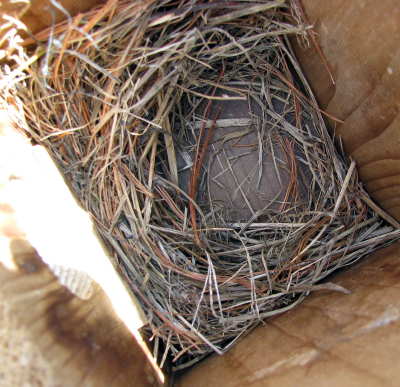 Bluebird nest at Taylor Brooke.